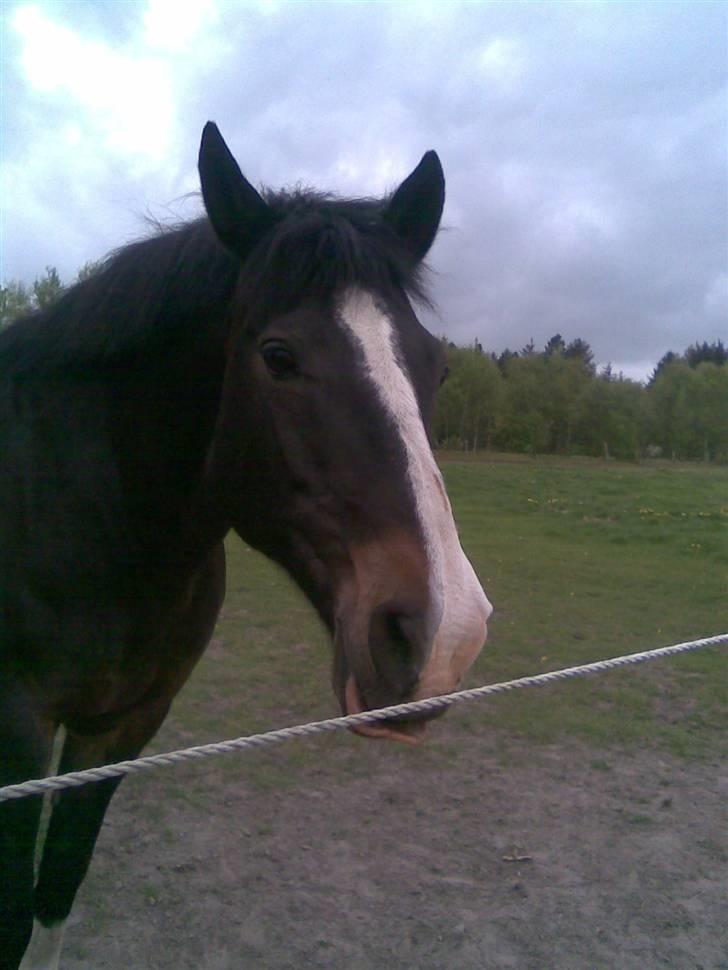 Anden særlig race Kastor<3 R.I.P † - Goddag.! Og Velkommen Til Kastors Profil. billede 1