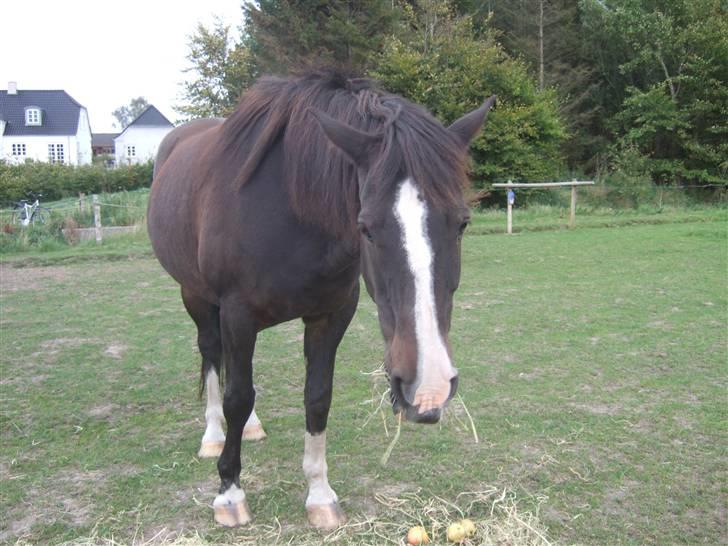 Anden særlig race Kastor<3 R.I.P † - "Skrid, jeg spiser...!" Man skulle ikke forstyrre Kastor når han spiste... billede 2