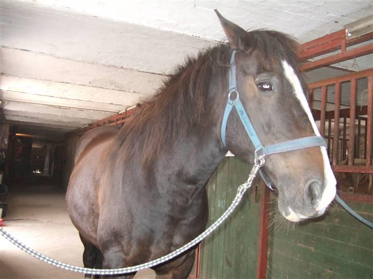 Anden særlig race Kastor<3 R.I.P † - Min dejlige dreng.<3 billede 3