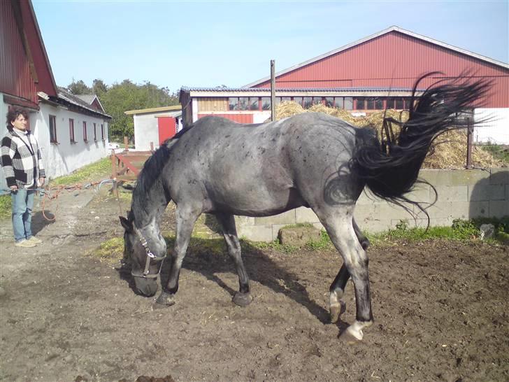 Trakehner Thordahl's Tarzan billede 9