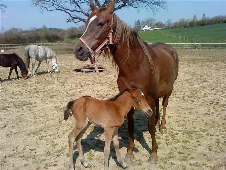 Arabisk fuldblod (OX) Chamika ox 3640 r.i.p - malakeh betyder dronning billede 14