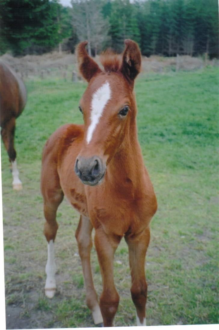 Arabisk fuldblod (OX) Svalegaards Esmakee OX - Baby Esmakee :) billede 1