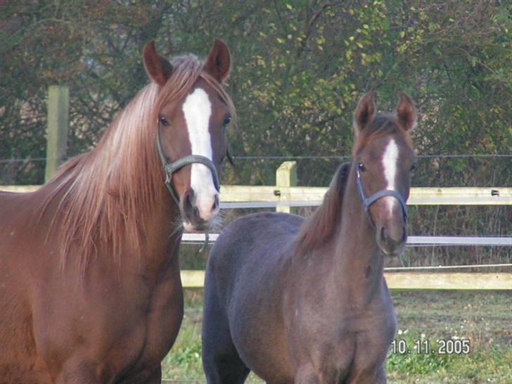 Arabisk fuldblod (OX) Svalegaards Esmakee OX - Esma med sin dejlige mor.  billede 2