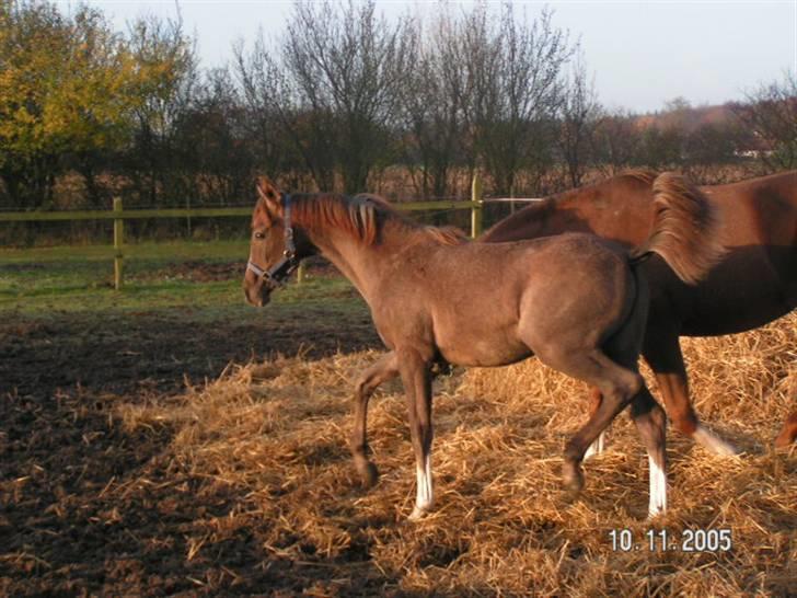 Arabisk fuldblod (OX) Svalegaards Esmakee OX - Esmakee fører sig frem. :D billede 3