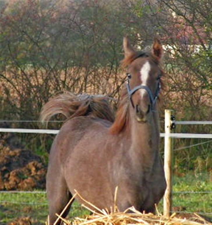 Arabisk fuldblod (OX) Svalegaards Esmakee OX billede 4