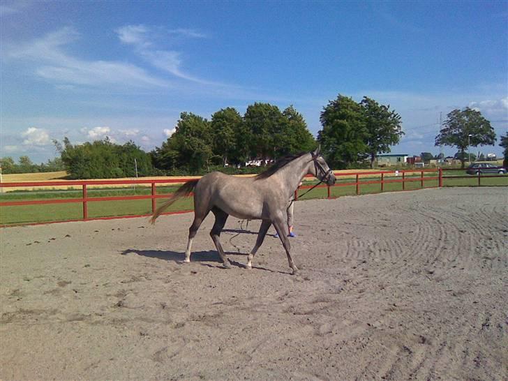 Arabisk fuldblod (OX) Svalegaards Esmakee OX billede 5