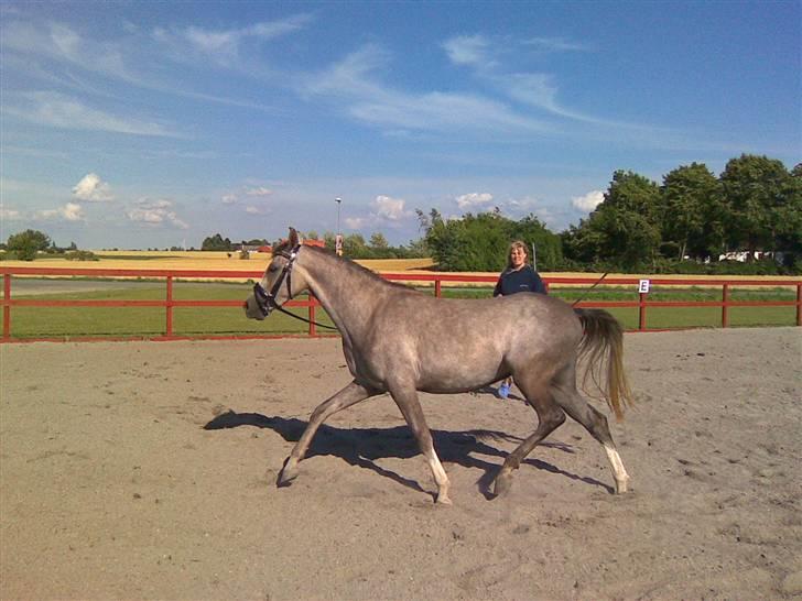 Arabisk fuldblod (OX) Svalegaards Esmakee OX billede 6