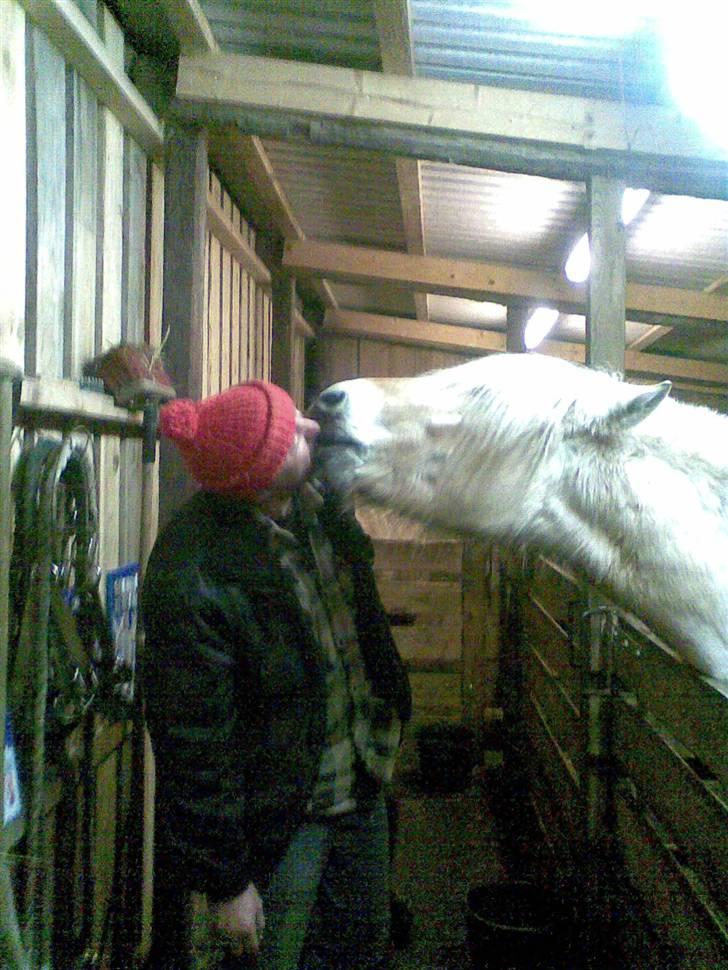 Fjordhest Bellis - far deler en gullerod med bellis :) billede 10