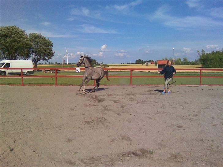 Arabisk fuldblod (OX) Svalegaards Esmakee OX - Så er der dømt leg på den røde ridebane :D billede 7