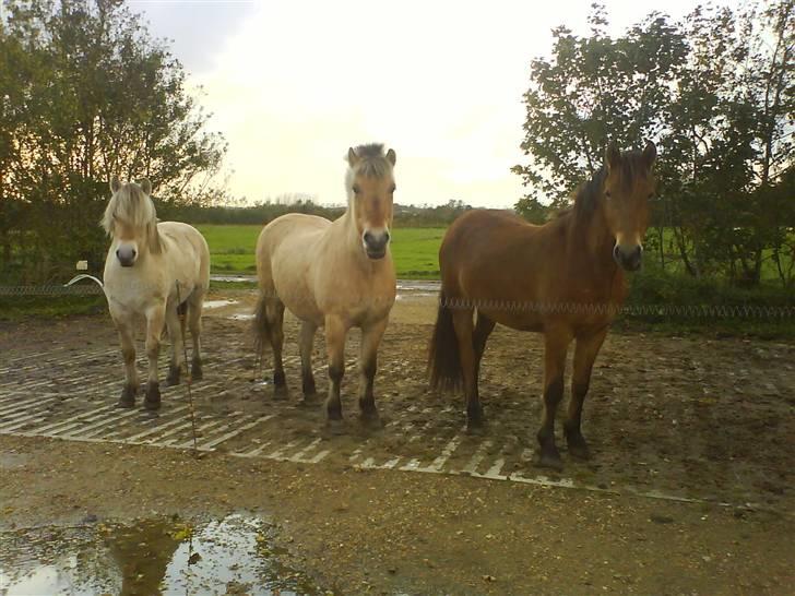 Fjordhest Bellis billede 11