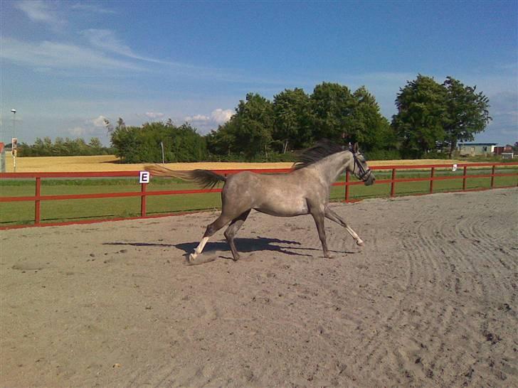 Arabisk fuldblod (OX) Svalegaards Esmakee OX billede 8