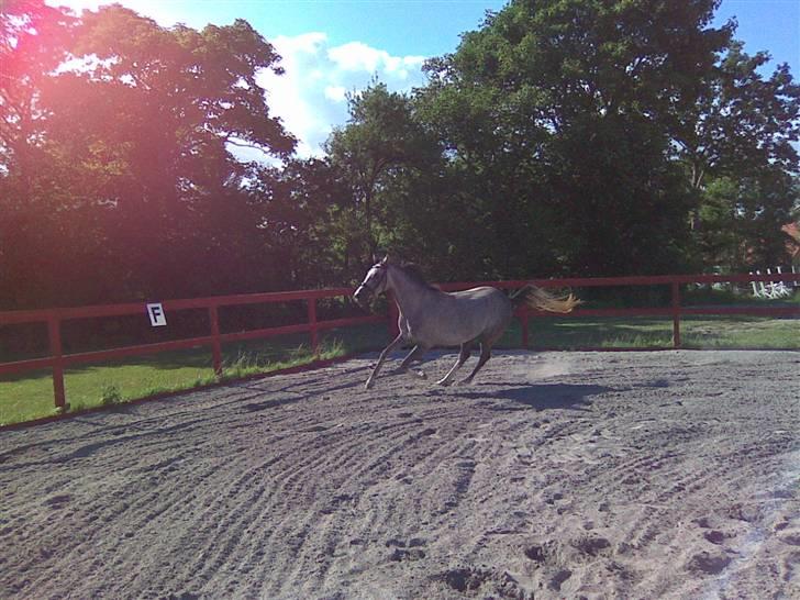 Arabisk fuldblod (OX) Svalegaards Esmakee OX billede 9