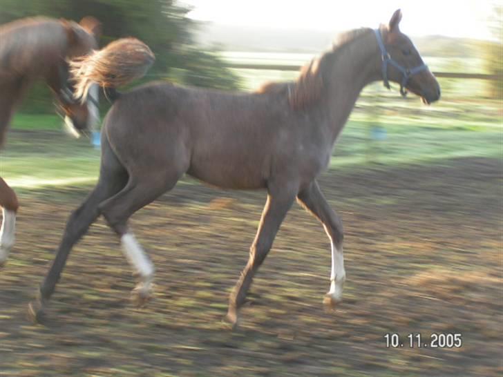 Arabisk fuldblod (OX) Svalegaards Esmakee OX billede 10