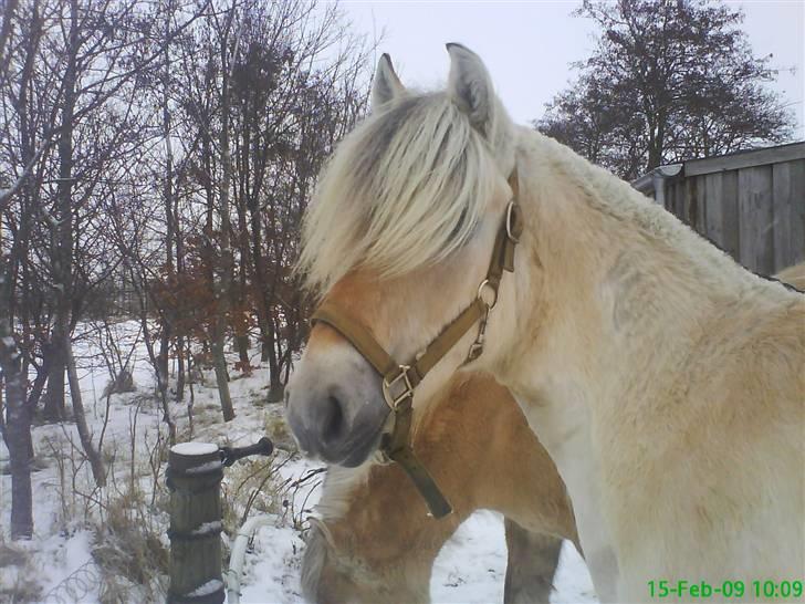 Fjordhest Bellis billede 12