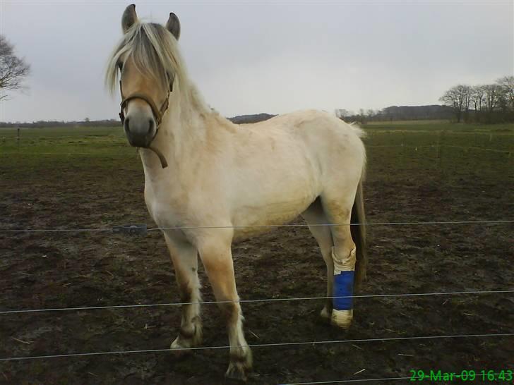 Fjordhest Bellis - hun er så kær :D billede 13