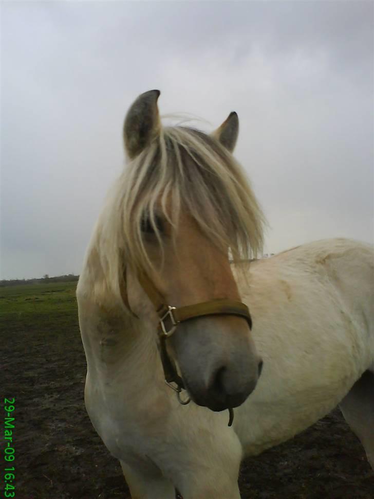 Fjordhest Bellis billede 14