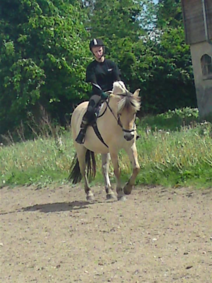 Fjordhest Malte (Gamle part) billede 1