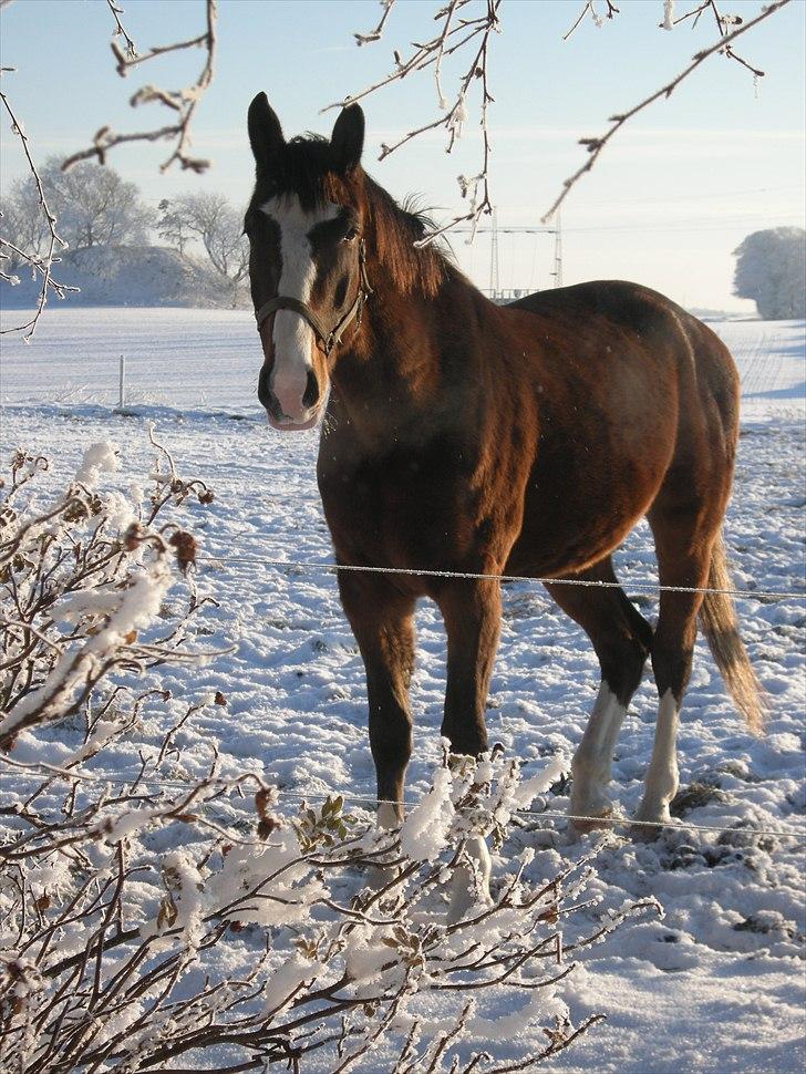 Dansk Varmblod Kavan K - Foto: Mig - dec 2010 billede 2