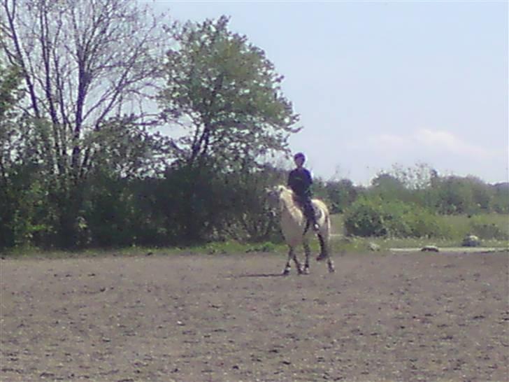 Fjordhest Malte (Gamle part) billede 2