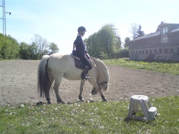 Fjordhest Malte (Gamle part) billede 3