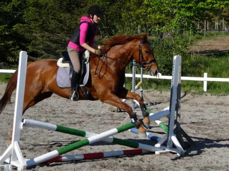 Anden særlig race Tara - Dejligt tøs, hun er meget ivrig, men jeg bygger på at hun skal finde ud af at det er rart at slappe af. billede 19