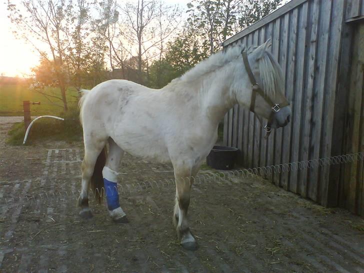 Fjordhest Bellis billede 15