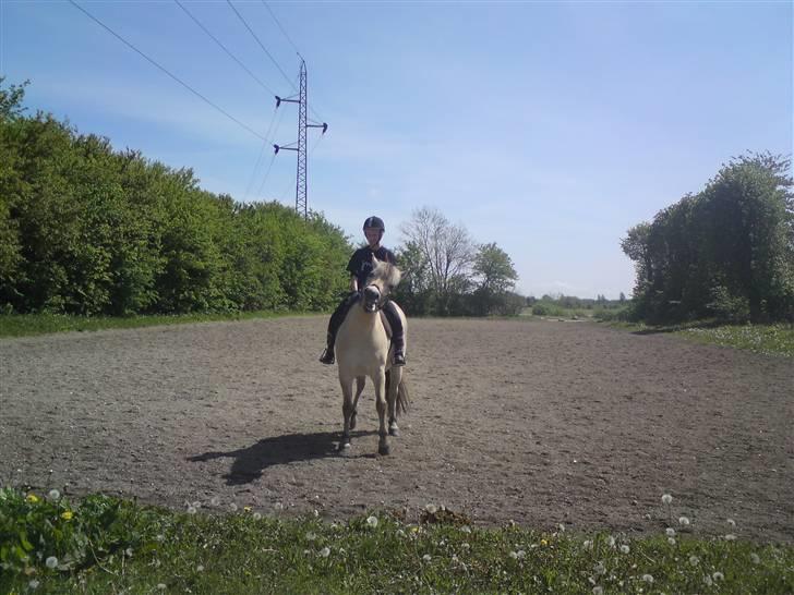 Fjordhest Malte (Gamle part) billede 4