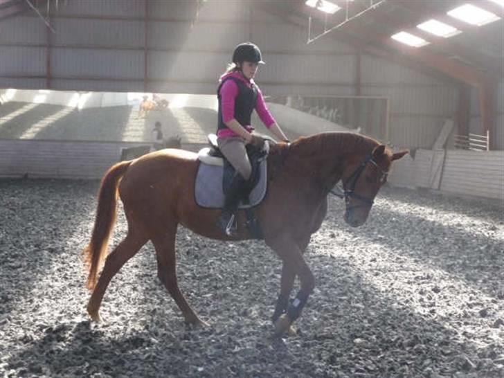 Anden særlig race Tara - Hendes dejlige skridt inden springundervisning :D billede 20