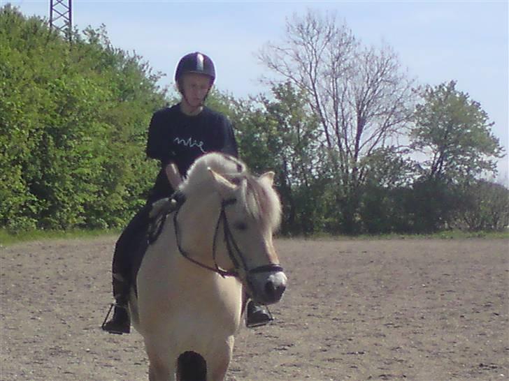 Fjordhest Malte (Gamle part) billede 5