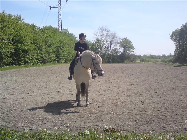 Fjordhest Malte (Gamle part) billede 6