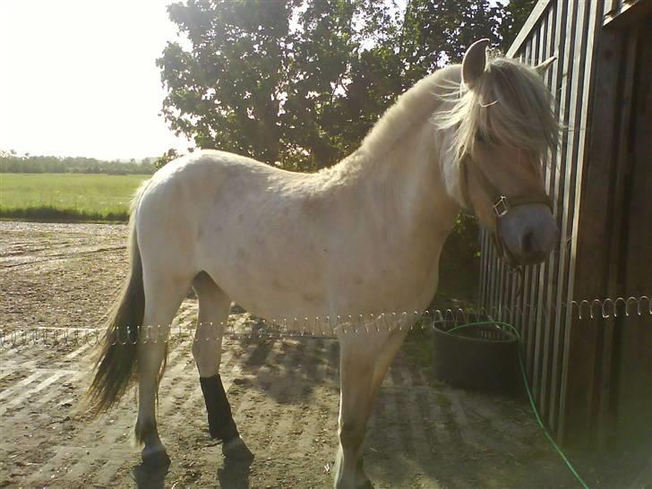 Fjordhest Bellis billede 16