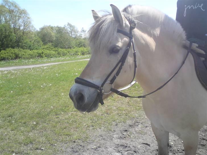 Fjordhest Malte (Gamle part) billede 7