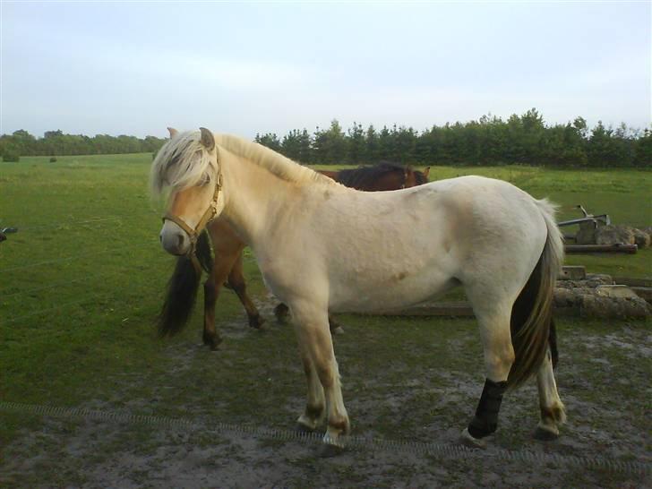 Fjordhest Bellis - prøver du på at se farlig ud? :O) billede 17