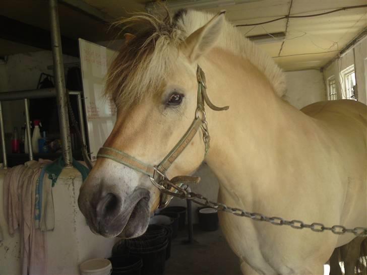 Fjordhest Malte (Gamle part) billede 8