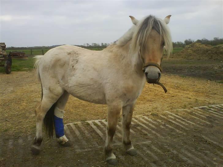 Fjordhest Bellis billede 18