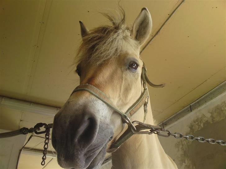 Fjordhest Malte (Gamle part) billede 9