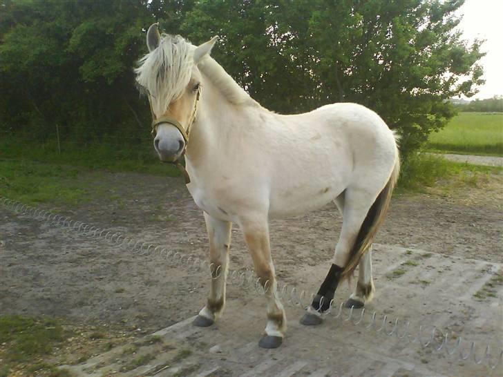 Fjordhest Bellis billede 19