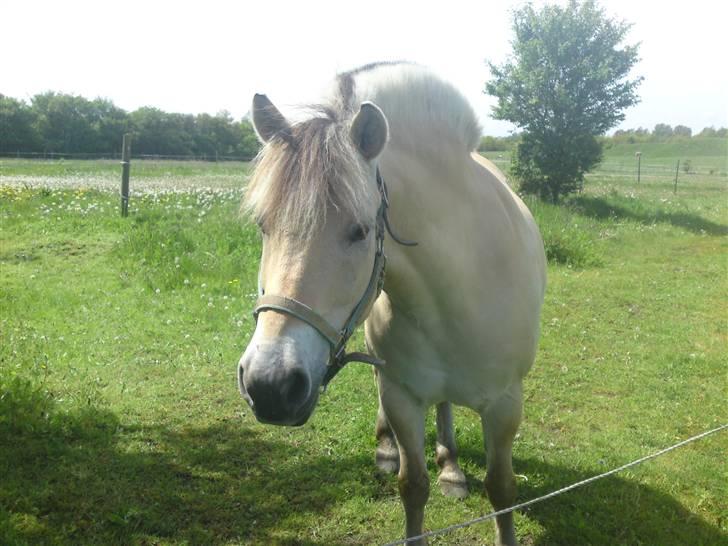Fjordhest Malte (Gamle part) billede 10