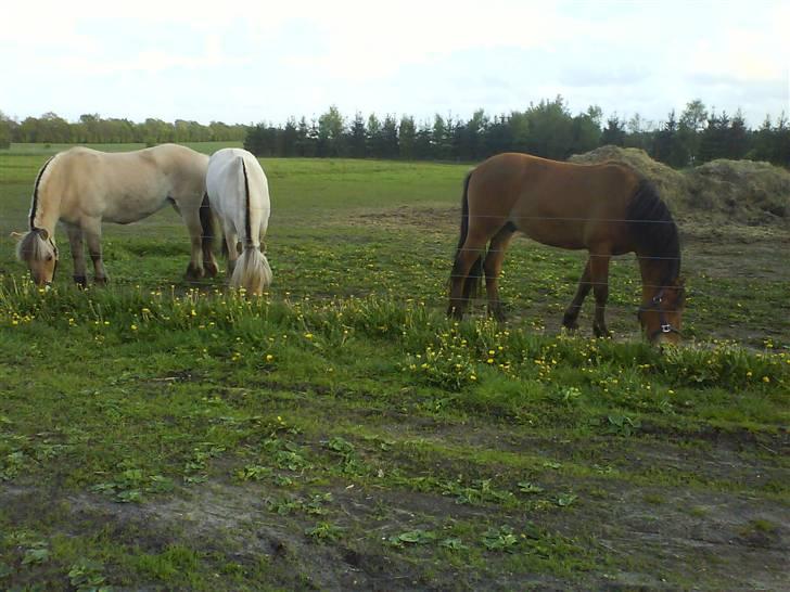 Fjordhest Bellis - hun nyder rigtig og være ude sammen med de andre to igen :D billede 20