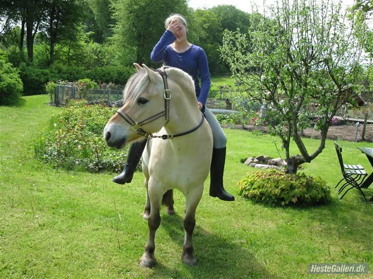 Fjordhest Lukas<3 (L' - Mig og luksen på tur <3 billede 8