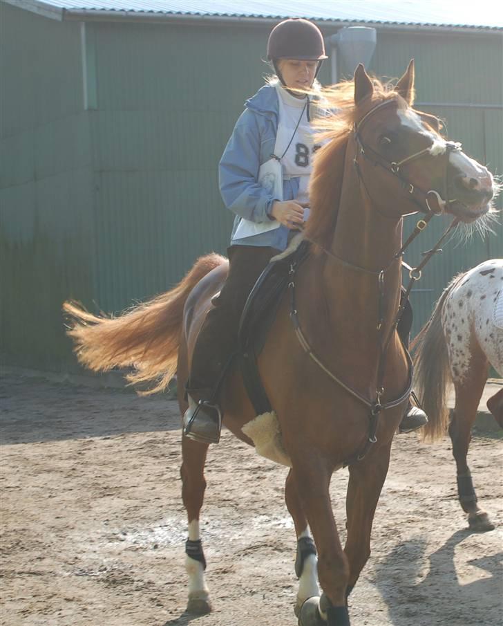 Dansk Varmblod Gaross - inden start ...fra slagelse ridtet. billede 1