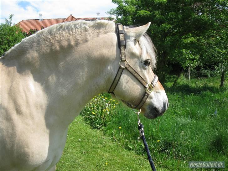 Fjordhest Lukas<3 (L' - Smukke Lukas <3 billede 9