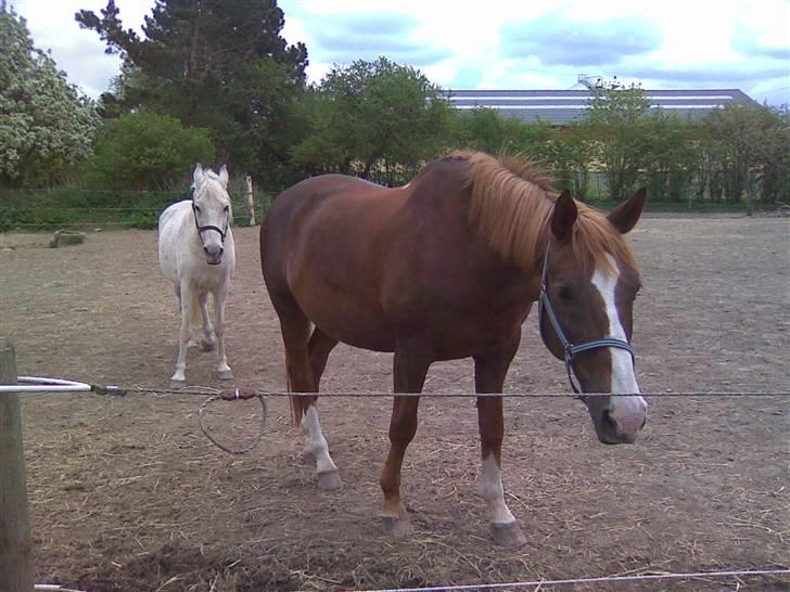 Dansk Varmblod Gaross billede 2