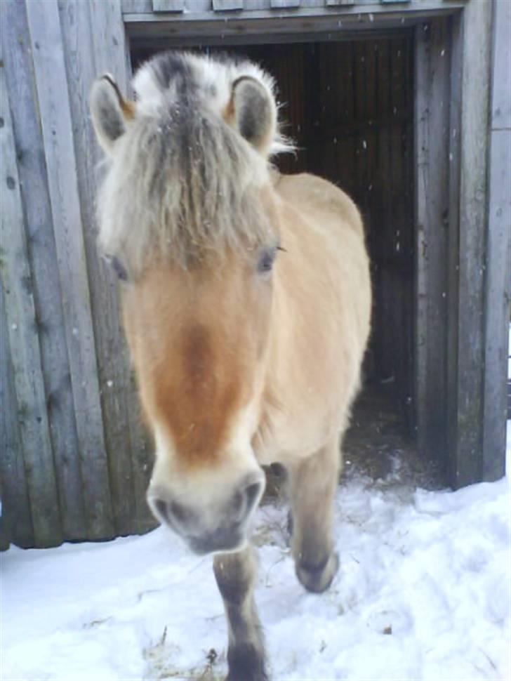 Fjordhest Laika billede 13