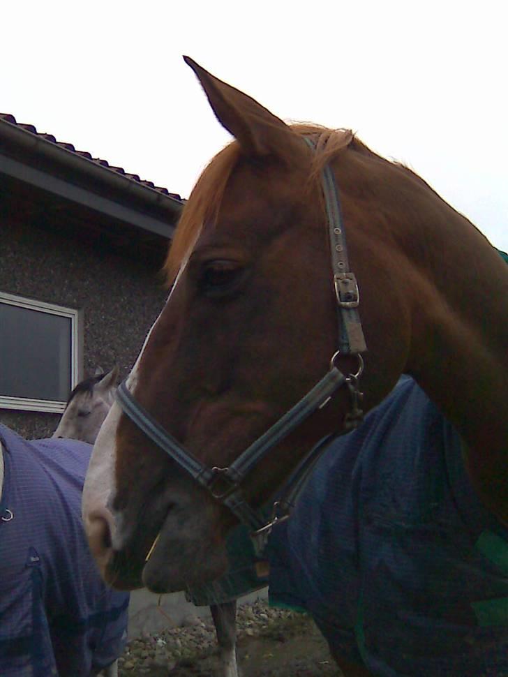 Dansk Varmblod Gaross billede 3