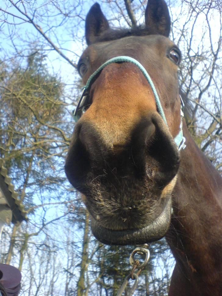 Anden særlig race Bertha <3 R.I.P :'z - "Jeg har lyst til at gøre dig lykkelig - tage os to et stykke til" billede 8