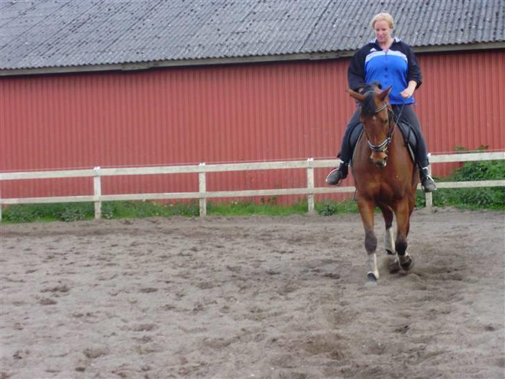 Dansk Varmblod Højvangs Bellisimo (Gismo R.I.P) billede 6