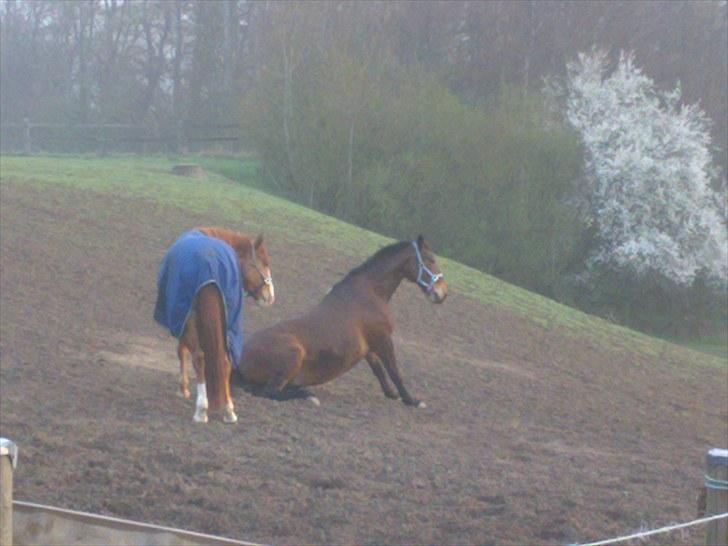 Anden særlig race Bertha <3 R.I.P :'z - Der var nu ingen som dig min pige :-* Du var en, en´er <3 billede 11