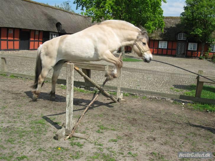 Fjordhest Lukas<3 (L' - lukas springer <3 billede 10