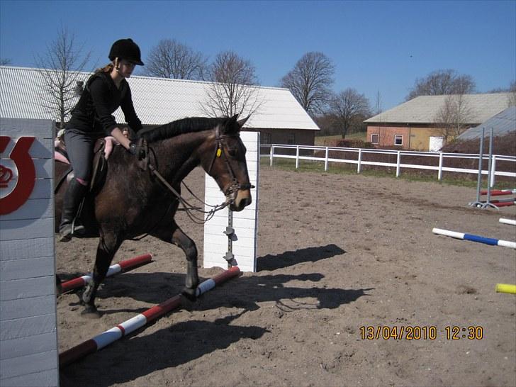 Anden særlig race Bertha <3 R.I.P :'z - "Jeg vil aldrig glemme dig, de minder gemmer jeg hos mig" Stort øjeblik, damp ungen traver over travbummende i stedet for at trumle dem i galop ;D billede 12